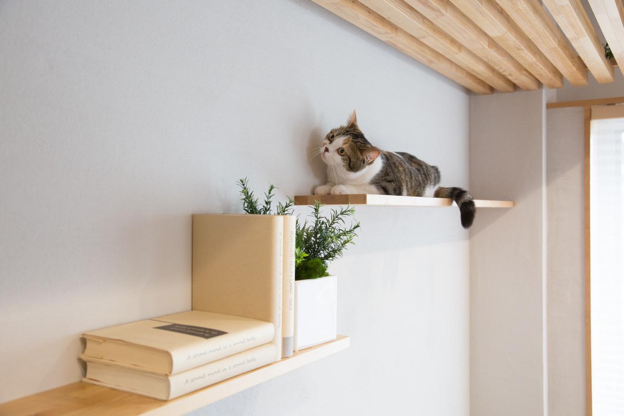 画像: 爪とぎ対策でストレス軽減