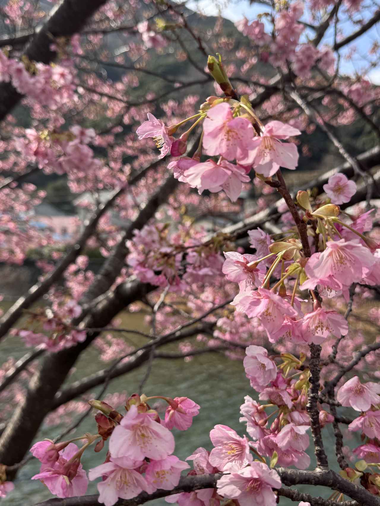 画像45: 春、桜と海に抱かれる温泉リトリートへ♡【伊豆リトリート 熱川粋光】で出会う“ノスタルジック・ラグジュアリー”の旅