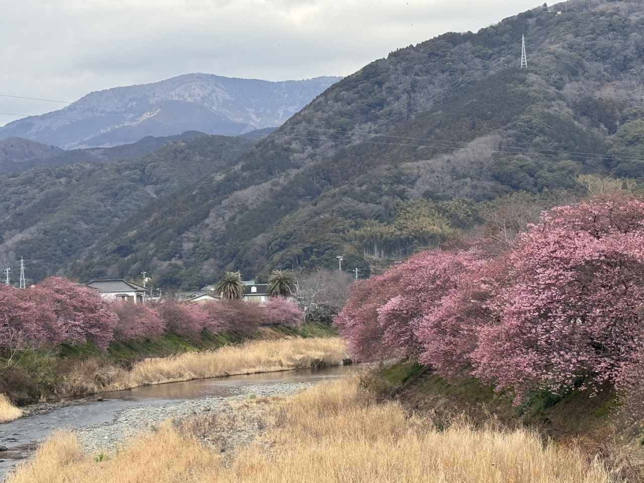 画像42: 春、桜と海に抱かれる温泉リトリートへ♡【伊豆リトリート 熱川粋光】で出会う“ノスタルジック・ラグジュアリー”の旅