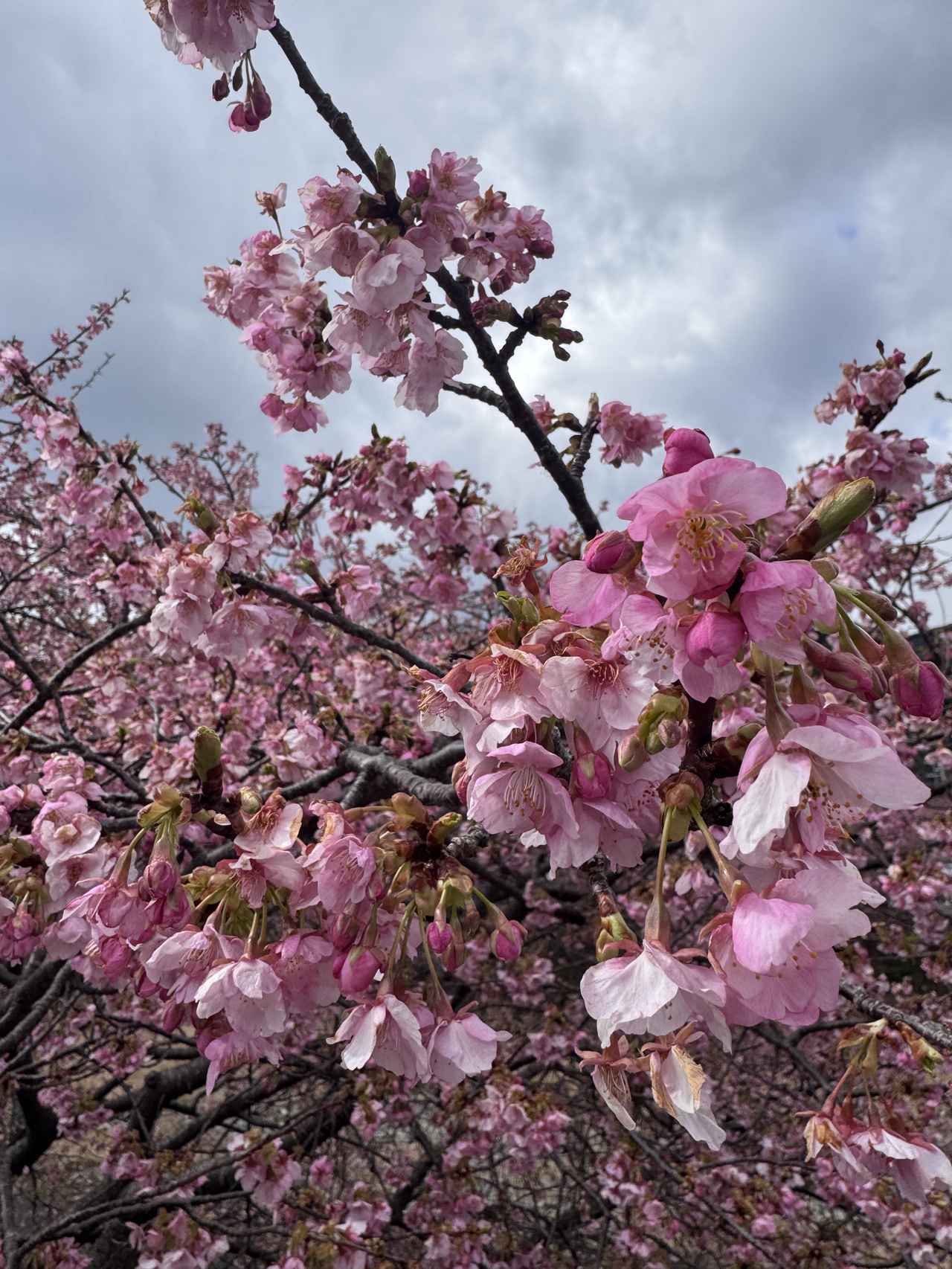 画像44: 春、桜と海に抱かれる温泉リトリートへ♡【伊豆リトリート 熱川粋光】で出会う“ノスタルジック・ラグジュアリー”の旅