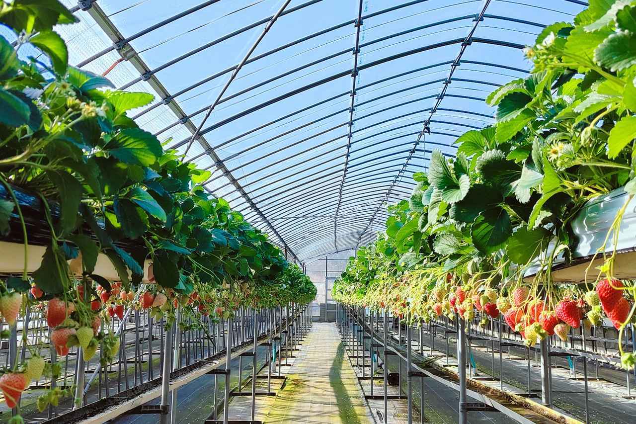 画像: 太田農園のいちご狩り(送迎付き・事前予約制) 農園まで当館から車で約4分、送迎付きでご案内いたします。 いちごが腰の高さに実る高設栽培を採用しており、小さなお子様からご年配の方まで無理のない姿勢で、30分食べ放題のいちご狩りを練乳付きでお楽しみいただけます。 営業期間:2026年1月上旬~5月上旬 営業時間:(平日)9:00~15:00 (土日祝)9:00~13:00 料金:(1月)大人2,000円、幼児1,700円(2月・3月) 大人1,800円、幼児1,500円(4月・5月)大人1,400円、幼児1,100円 予約方法:ご希望の場合には、当館までお申し付けください