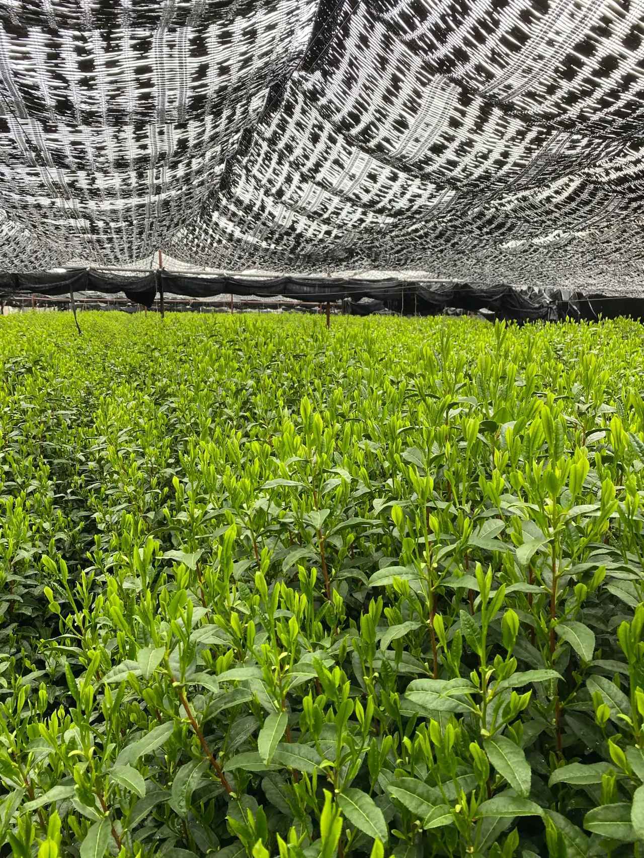 画像2: 伝説の玉露が800個限定で復刻♡玉露発明の地 宇治小倉の「至高の一滴」で心整う贅沢時間を