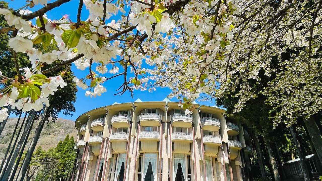 画像: * ホテル中庭：オオシマザクラ、マメザクラ * 箱根園（ホテルより徒歩5分）：オオシマザクラ（湖畔の一本桜）、マメザクラ * 箱根九頭龍の森（ホテルより徒歩20分）：シダレザクラ、オオシマサクラ、マメザクラ