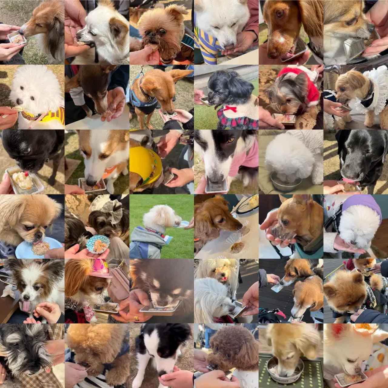 画像: はごろもフーズ✖獣医師が共同開発♡電子レンジ対応パウチ「HEKAグレインフリードッグウェットフード」