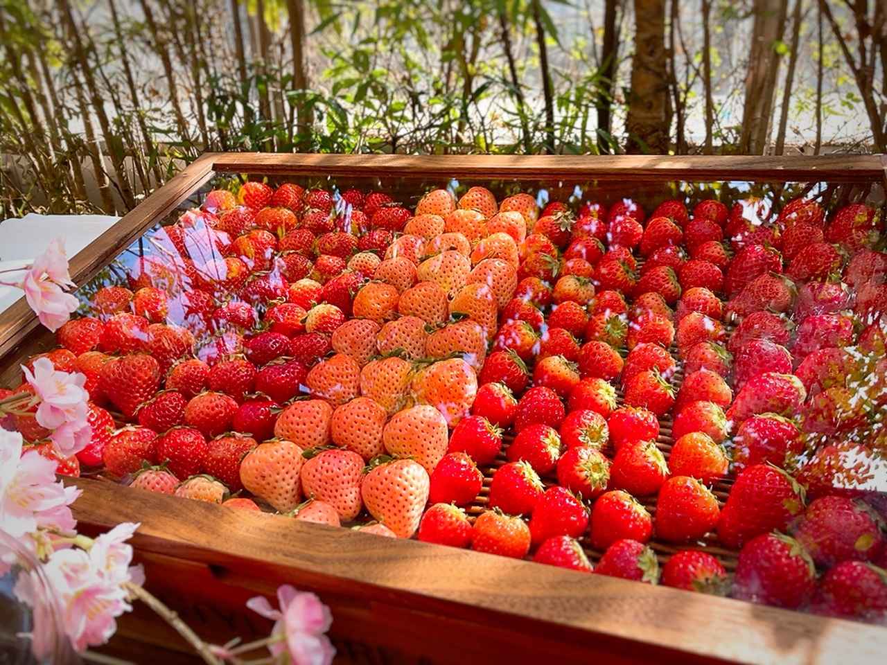 画像1: ホテルテラスでお花見気分♡春だけの特等席で、ストロベリースイーツビュッフェ付きのランチタイムはいかが？