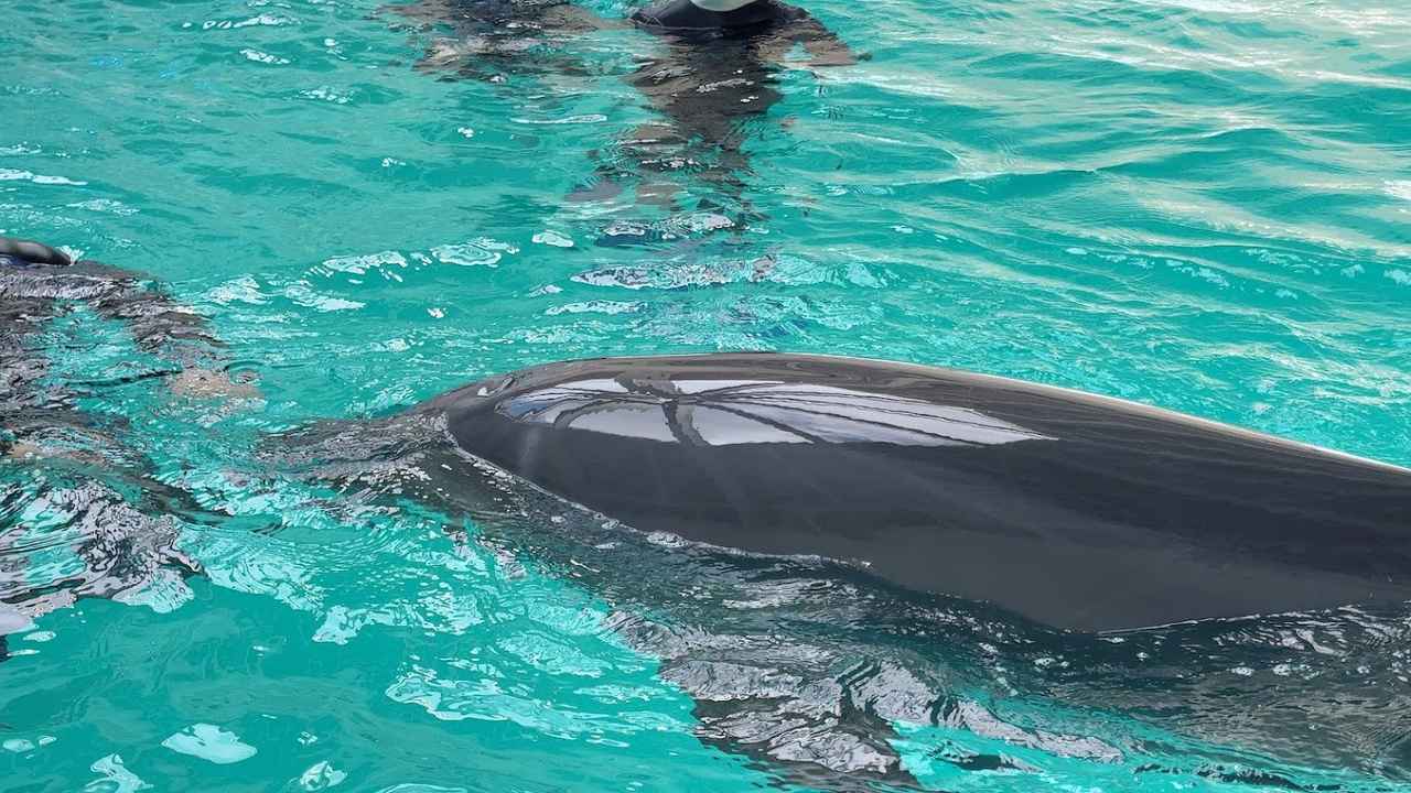 画像1: 2026年3月25日開業1周年を迎える「ノア ドルフィンドーム」