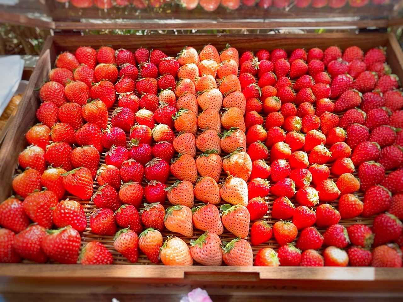 画像2: ホテルテラスでお花見気分♡春だけの特等席で、ストロベリースイーツビュッフェ付きのランチタイムはいかが？