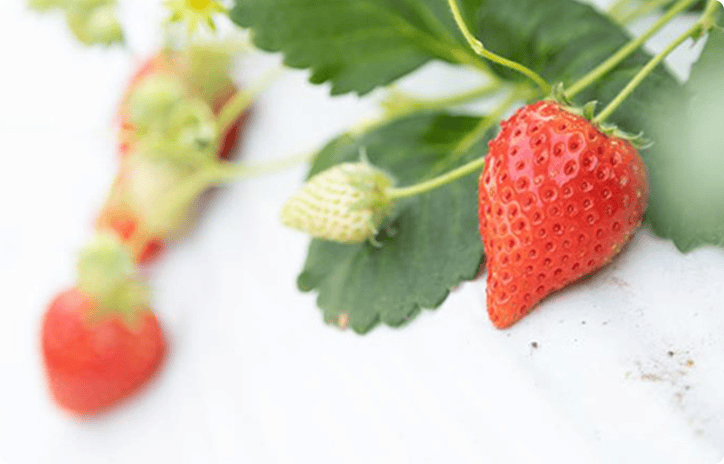 画像2: 規格外でも味は一流。「なごりいちご」が奏でる春のハーモニー