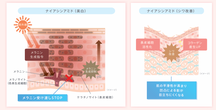 画像: ナイアシンアミドのWアプローチで、美白＆シワ改善