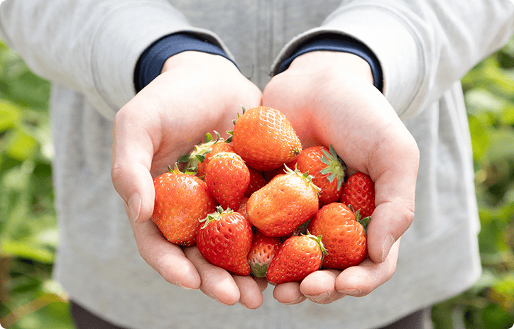 画像1: 規格外でも味は一流。「なごりいちご」が奏でる春のハーモニー