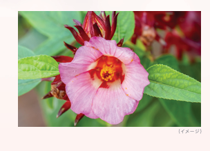 画像: ハイビスカス花発酵エキスで、乾燥くすみを防ぐ