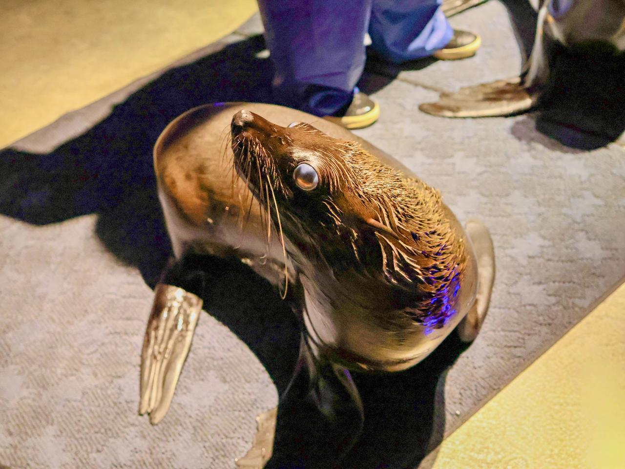 画像2: もっとオットセイが好きになる!SNS投稿や調査結果も展示