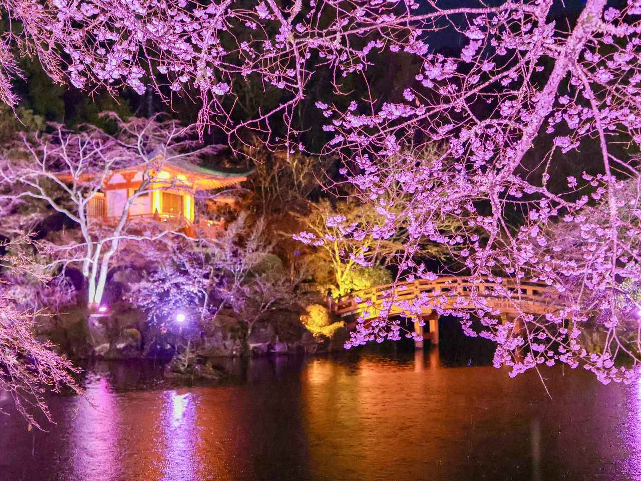 画像: 煌めき桜吹雪