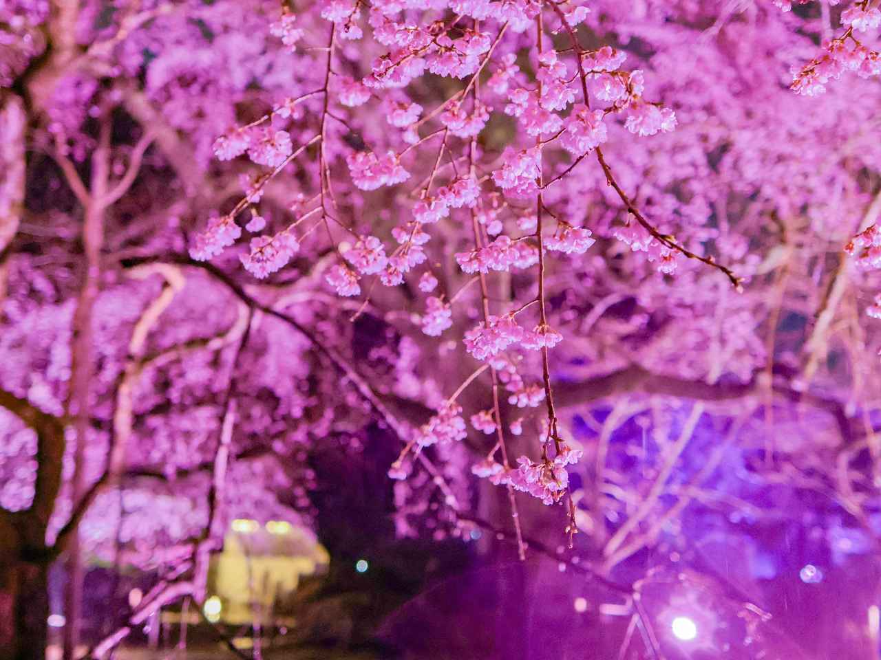 画像1: 歴史ある花見文化を、現代の感覚で楽しむ夜