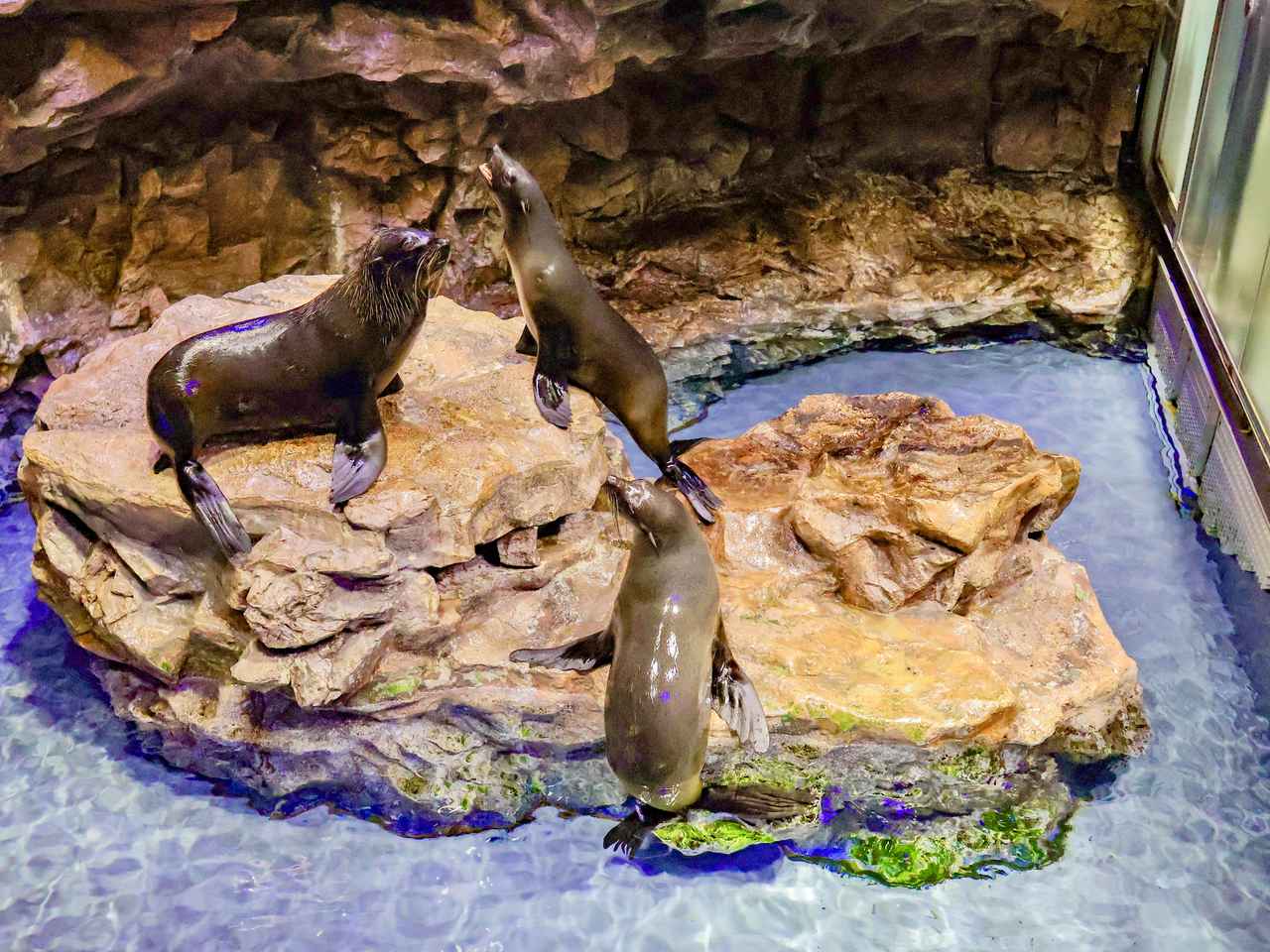 画像2: オットセイファンへ贈る、春の特別イベント