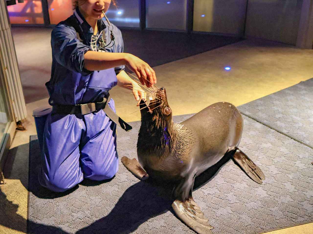 画像3: もっとオットセイが好きになる!SNS投稿や調査結果も展示