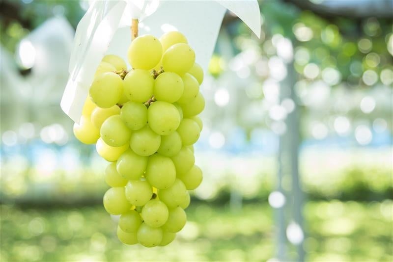 画像2: シェフが仕立てる、香りと食感のバランス