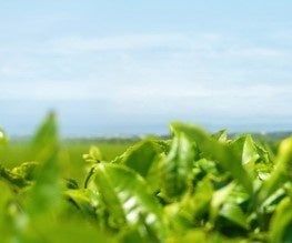 画像: 植物由来の「グリーンティーPDRN™」とは