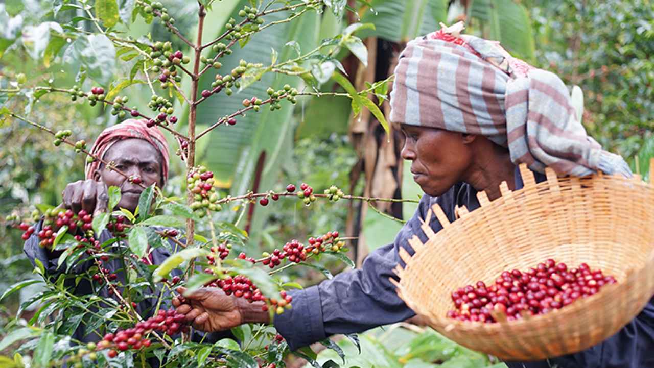 画像2: “人と街をつなぐ”スペシャルティコーヒーショップ『ONIBUS COFFEE』