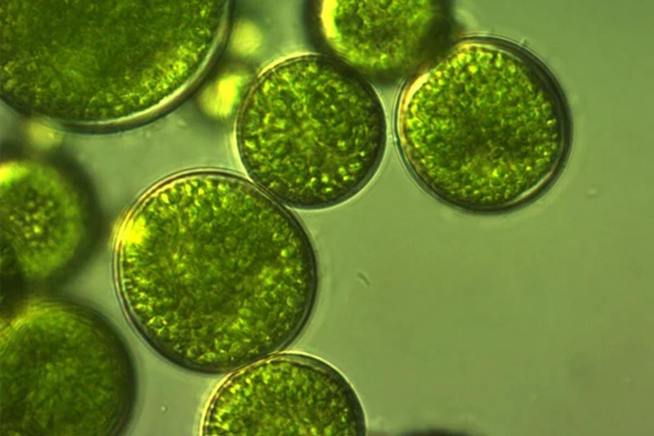 画像1: ナチュラルなのに最先端♡アムリターラが挑む次世代バイオレチノールでかなえる“揺らぎ世代”のエイジングケア