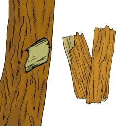 画像: バリアサポート成分　キハダ樹皮エキス※4