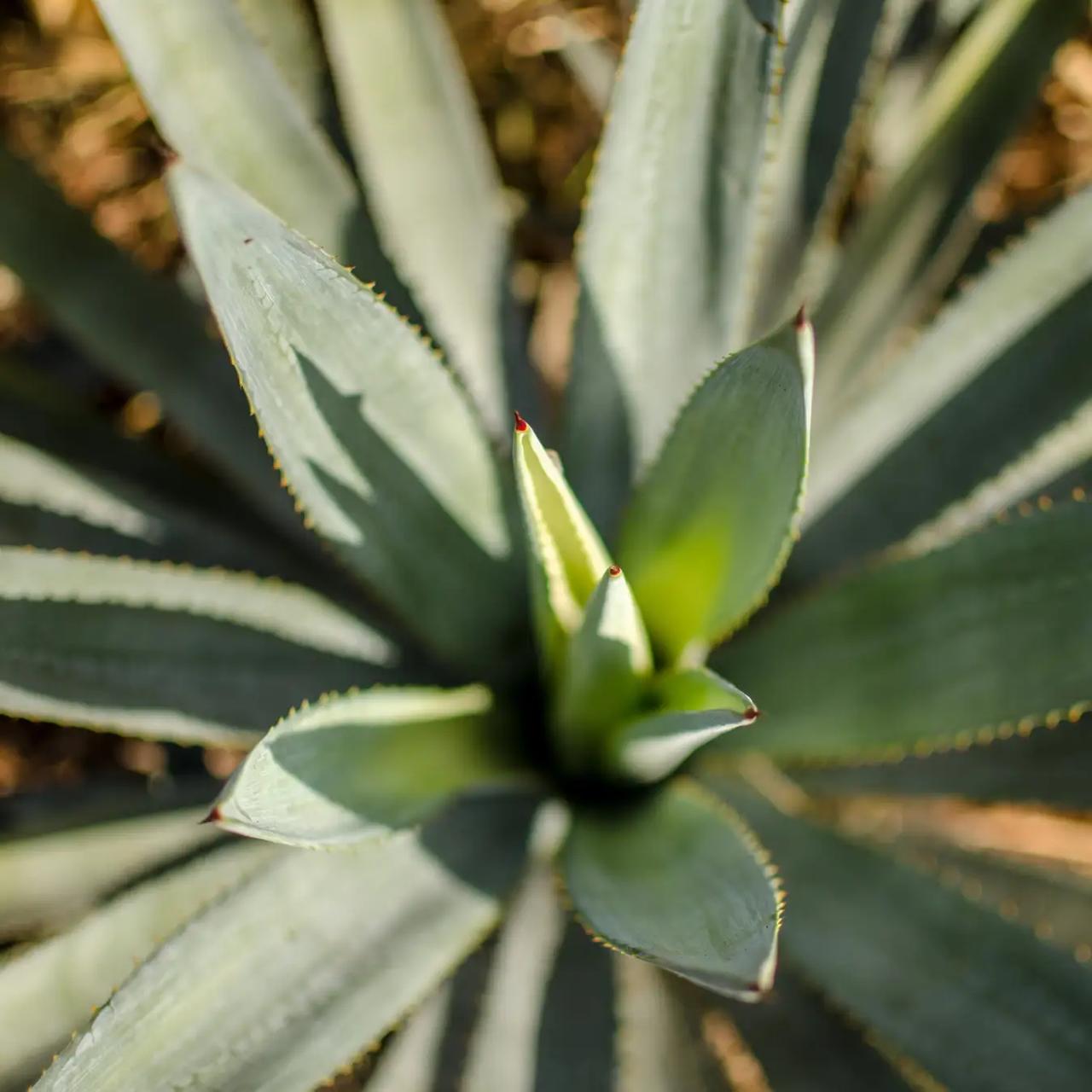 画像: オーガニックアガベ 地肌に水分を与え、柔軟にします。髪の根本に働きかけ、ハリ・コシのある髪へ。 キューティクルをコーティングし、髪をダメージから守ります。