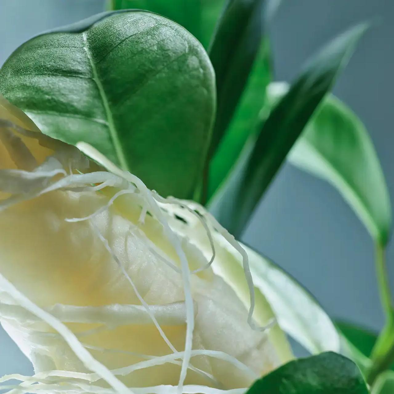 画像: 高麗人参 地肌を環境によるストレスから守り、頭皮環境を整えてくれます。 地肌から健やかに、髪をしなやかに導いてくれます。