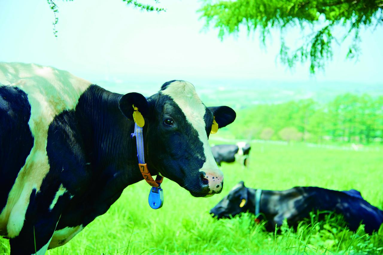 画像: 甘みがあって、ぬけがよい風味の「北海道ソフトクリーム」のこだわり