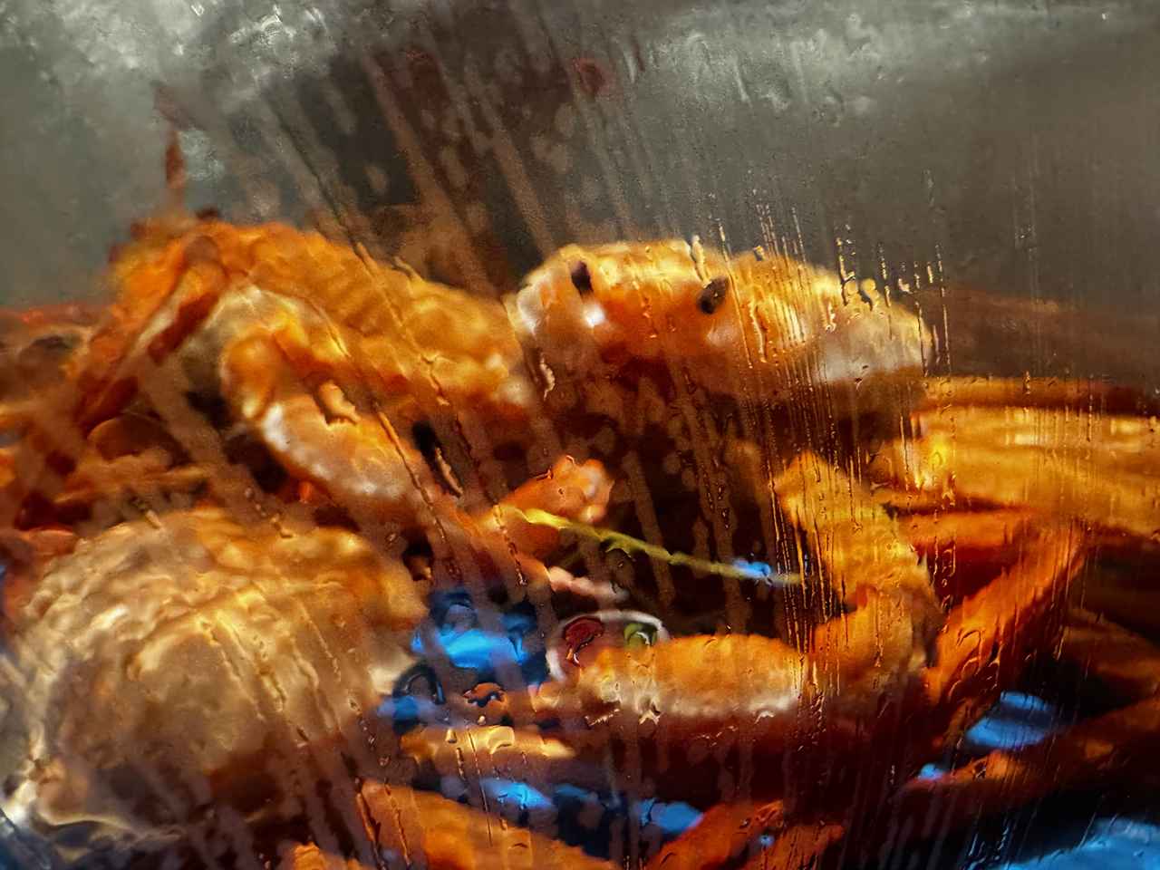 画像19: 大阪・難波に“本場の香住ガニ”がやってきた♡「香住蟹一番」で味わう鮮度の頂点と贅沢フルコース体験