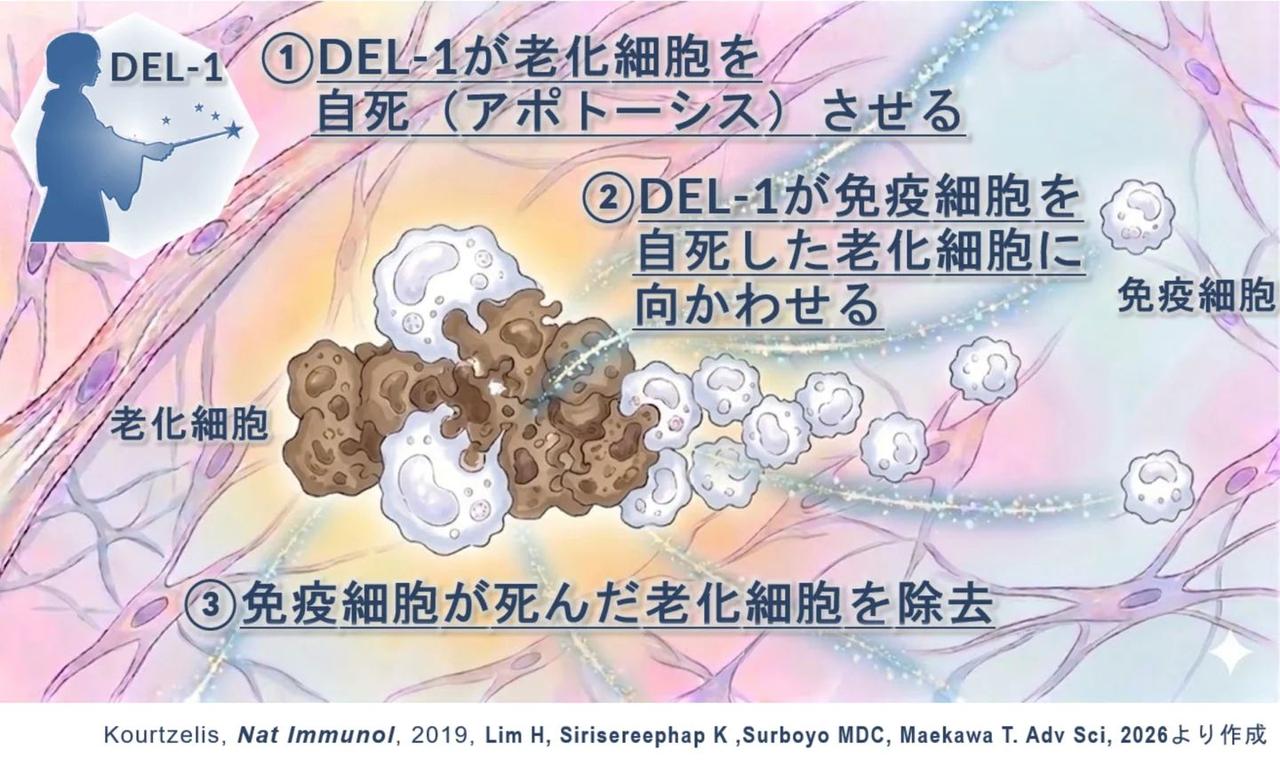 画像: 体内の“老化細胞”を大掃除！若返りタンパク質「DEL-1」とは