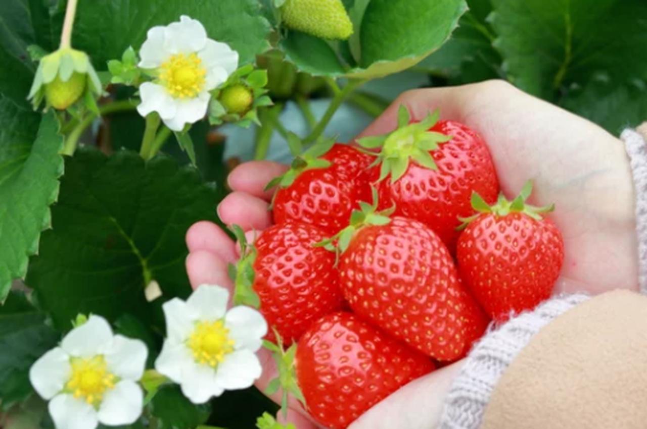 画像: ピクニック＆いちご狩りが人気の理由