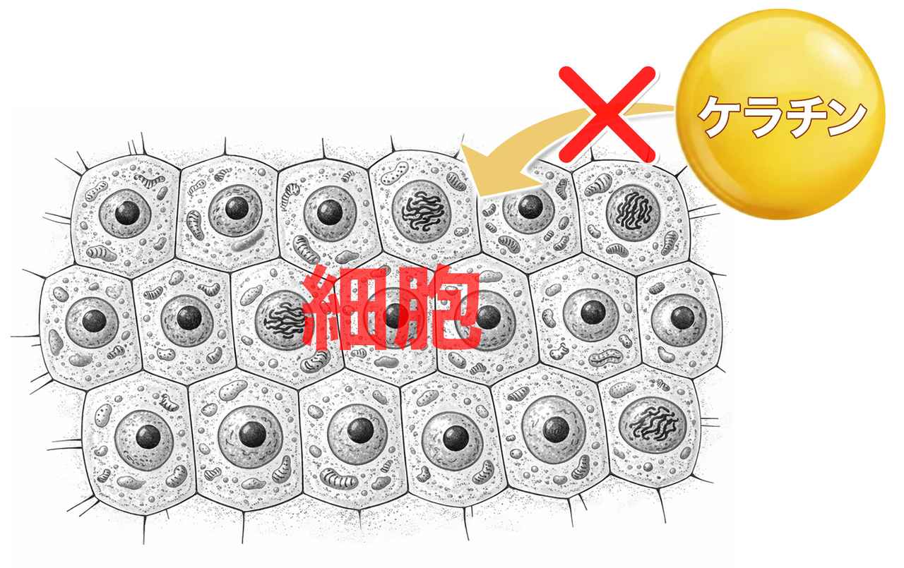 画像: 年齢とともに変化する“髪と爪”を内側からケア♡「ドクターズチョイス ビオチンプレミアム9」新発売