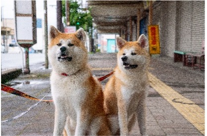 画像: 2. 秋田犬カフェで癒やされタイム