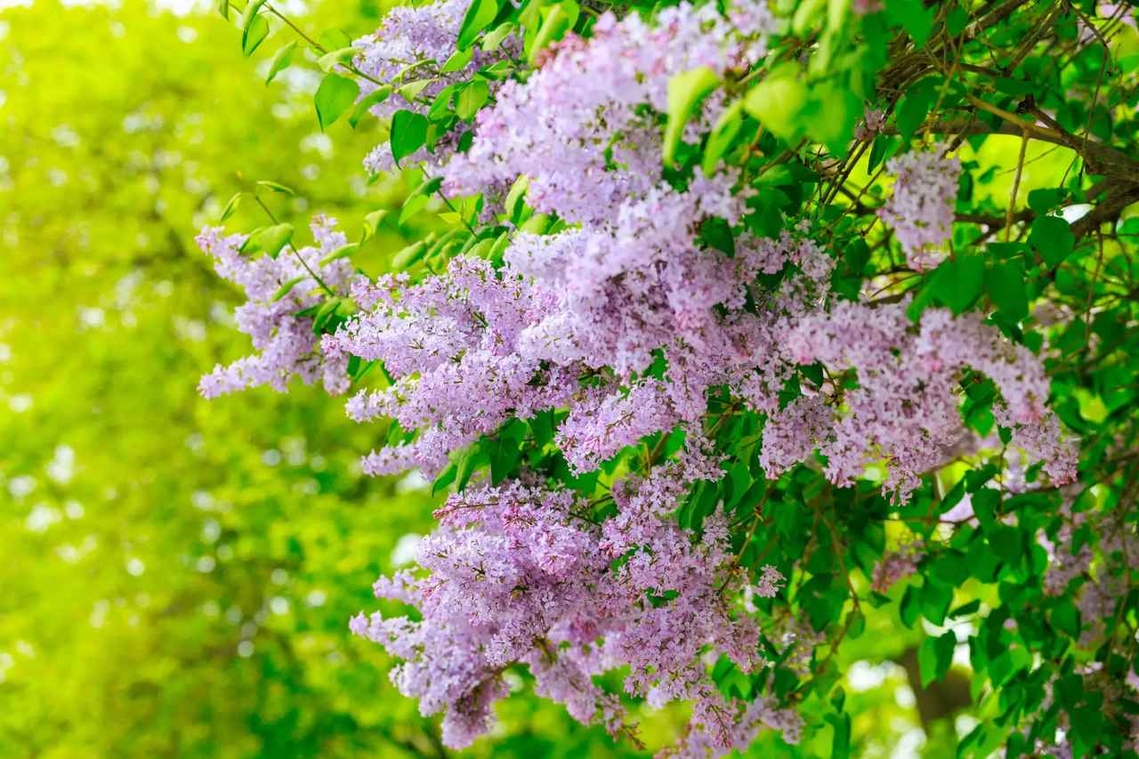 画像: 北海道では5月ごろにライラックが開花。淡い紫やピンクの花がほころぶと、街全体が甘い香りに包まれます