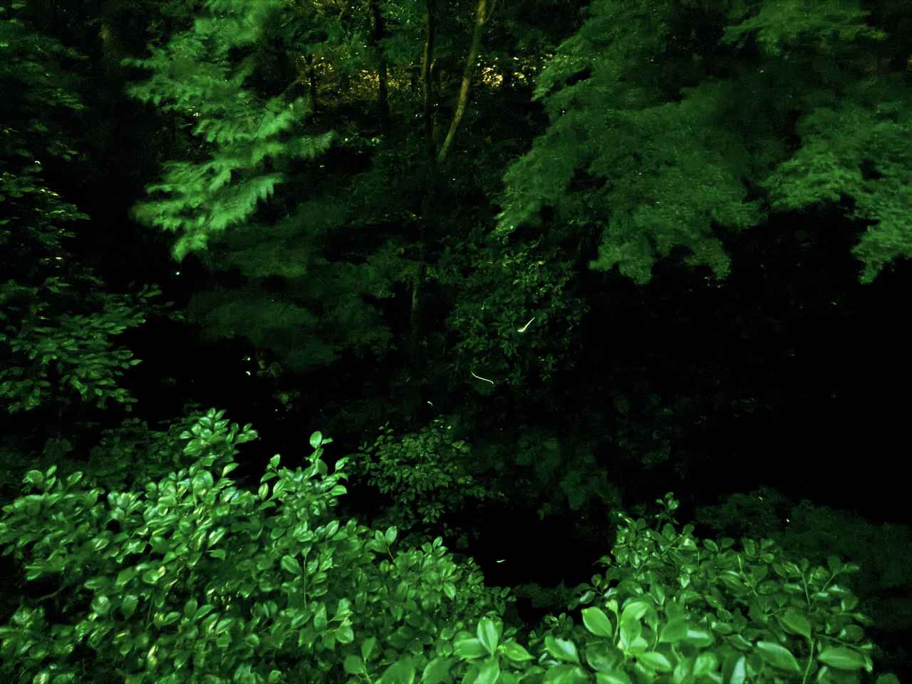 画像: 初夏の夜に、そっと灯る希望の光