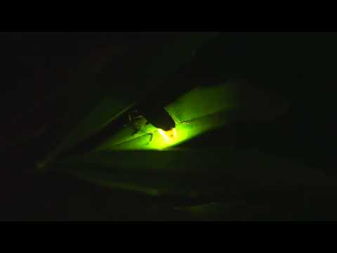 画像: 【公式】Firefly Fantasy　東京雲海と蛍　（2023） youtu.be