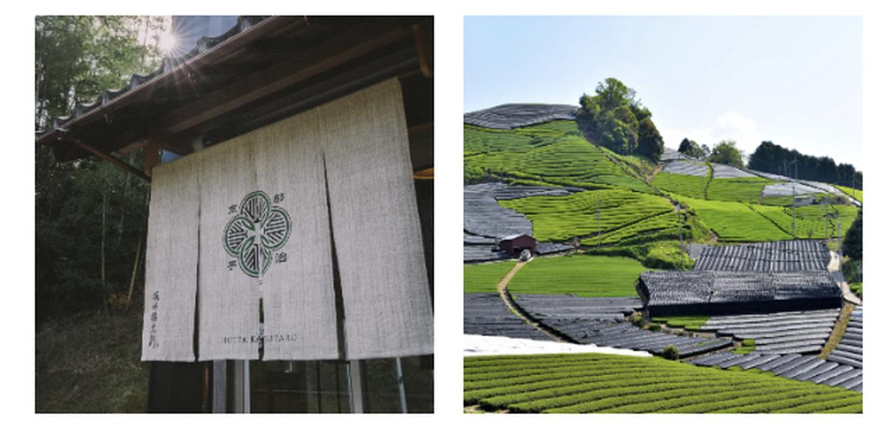 画像: ※画像右はイメージです。シガール オゥ マッチャに使用している抹茶の原料茶葉を栽培している茶畑とは異なります。