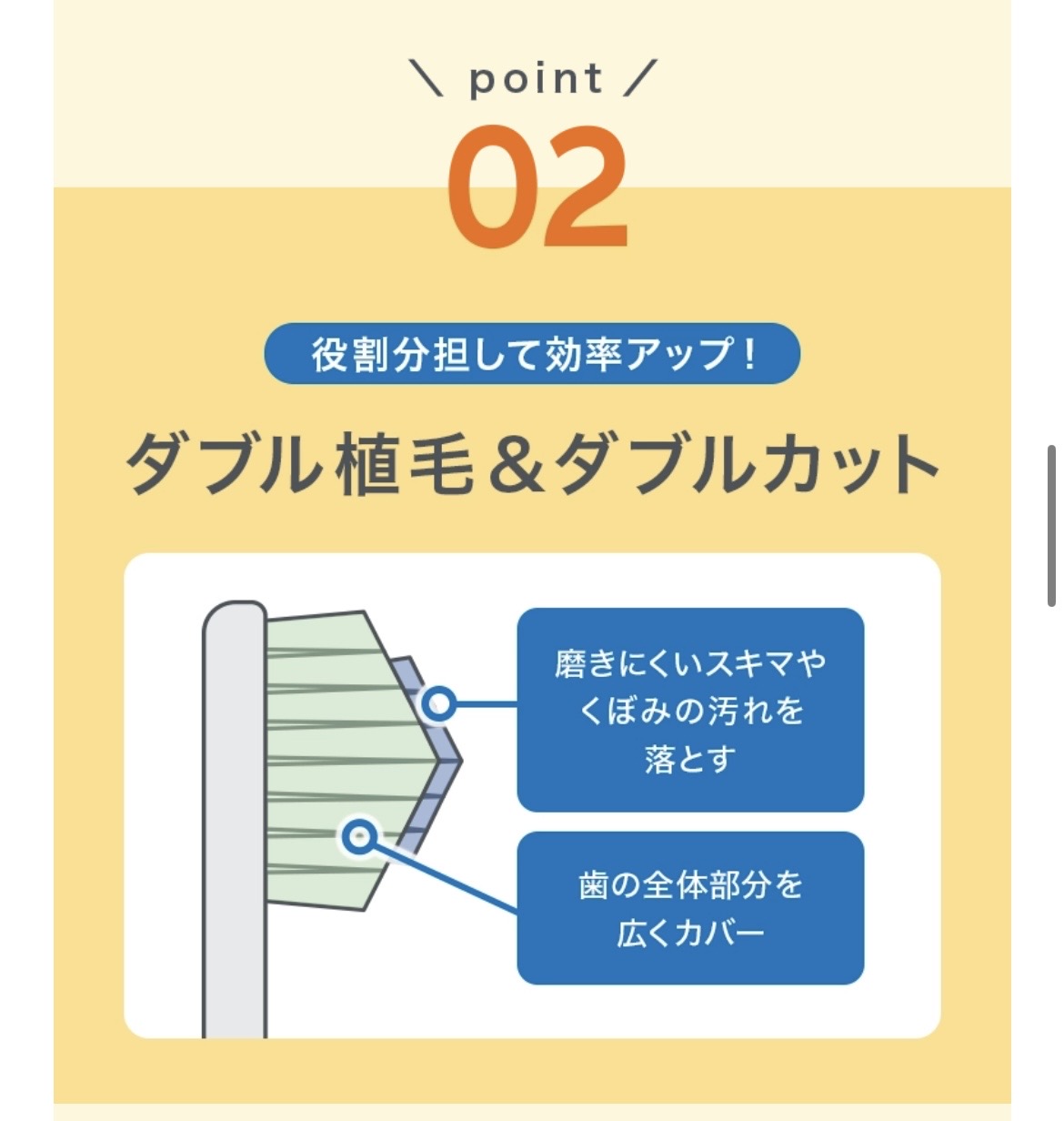画像: ②毛を2段に分けた構造 ダブル植毛&ダブルカット