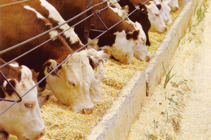 画像: グレインフェッドビーフ（穀物肥育牛肉） 穀物飼料により肥育された牛肉はジューシーでテンダー。脂肪交雑もほど良く入った、日本向けに開発された牛肉です www.aussiebeef.jp