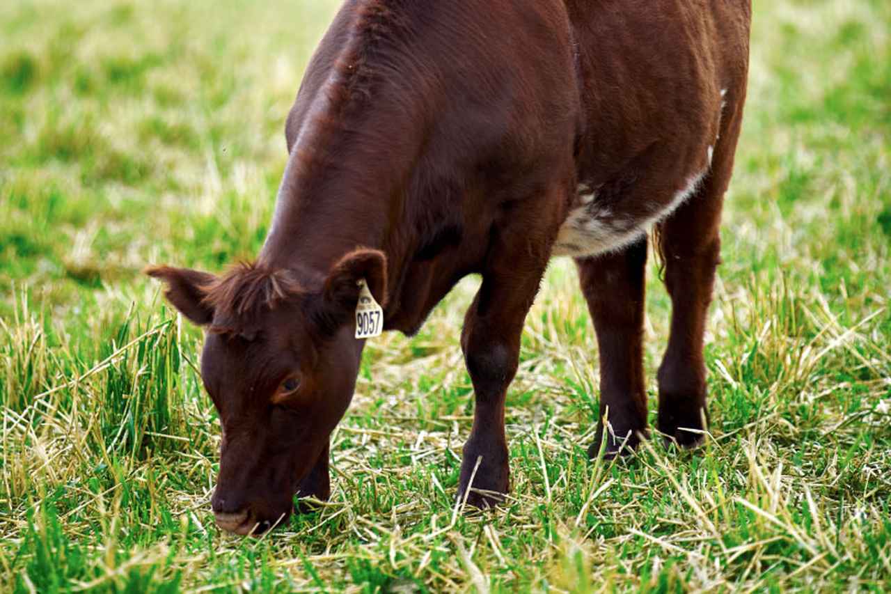 画像: グラスフェッドビーフ（牧草飼育牛肉） 大自然に育まれた栄養豊かな牧草により飼育された、 赤身の多いヘルシーな牛肉です。  www.aussiebeef.jp