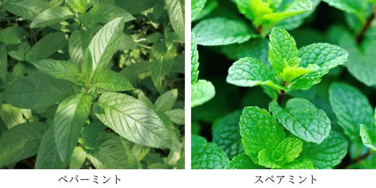 画像1: 家族で使えるクーリングケア♡自然由来100%・低アルコール設計で夏肌をリセット