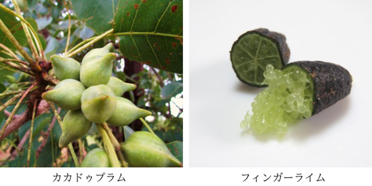 画像2: 家族で使えるクーリングケア♡自然由来100%・低アルコール設計で夏肌をリセット