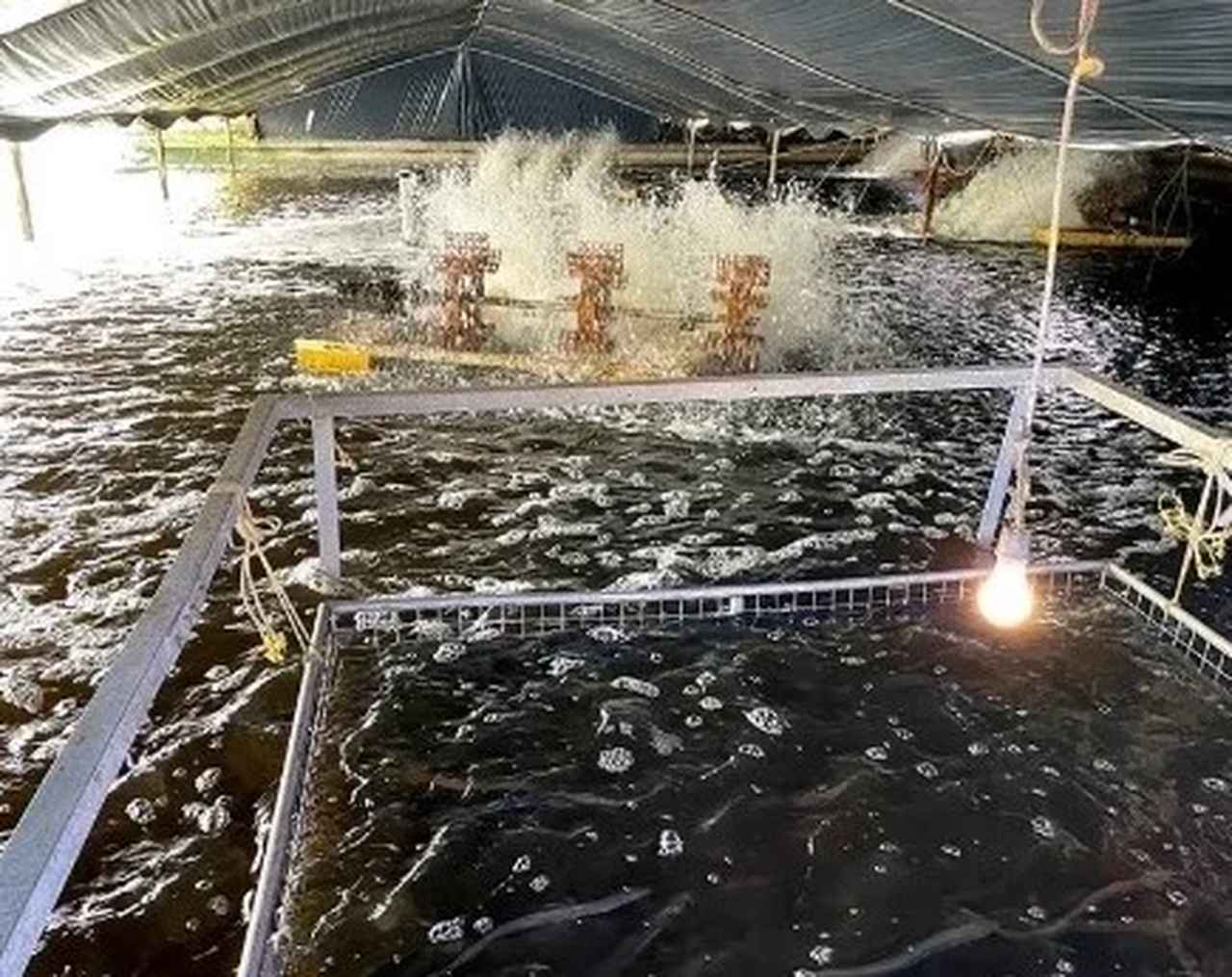 画像2: こだわり抜かれた「鹿児島県産うなぎ」で心も満たされる至福のご褒美を