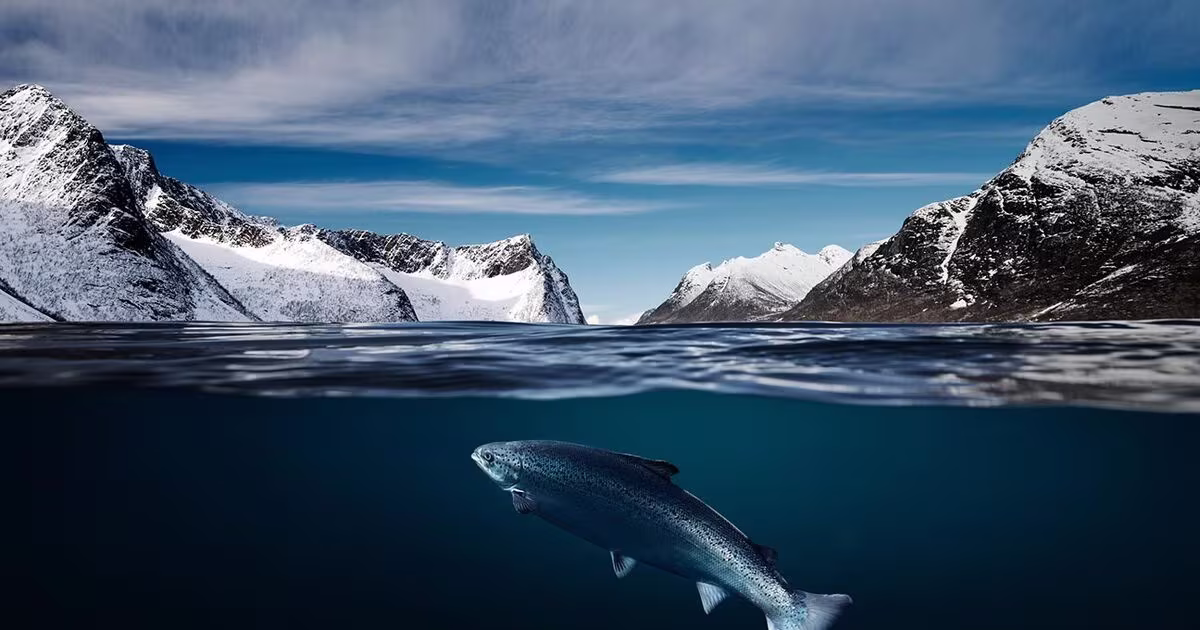 画像: Seafood from Norway