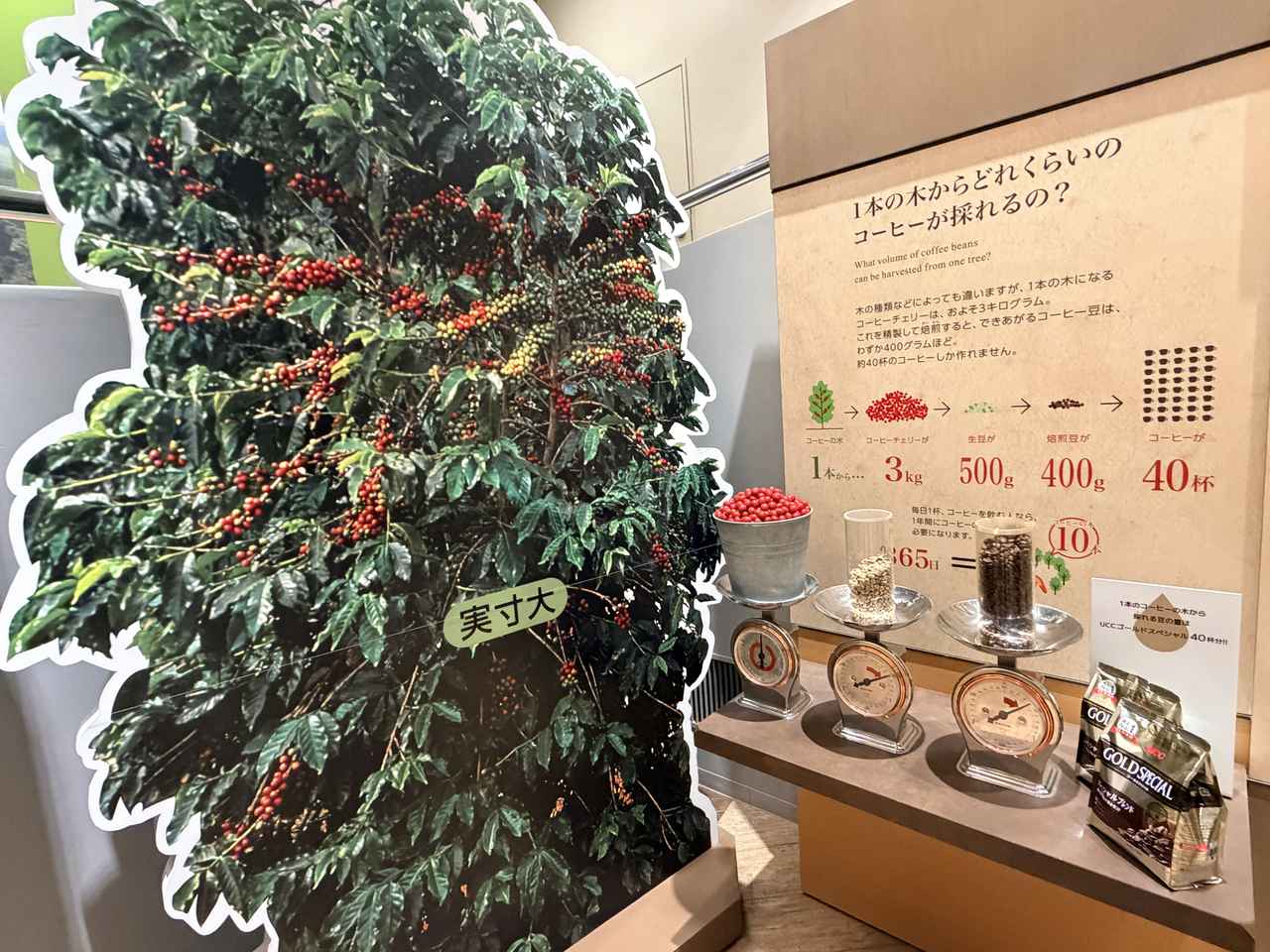 画像7: 6年ぶりに待望の再開♡進化した「UCCコーヒー博物館」はまるで“コーヒーのテーマパーク”!館内展示の全貌を公開