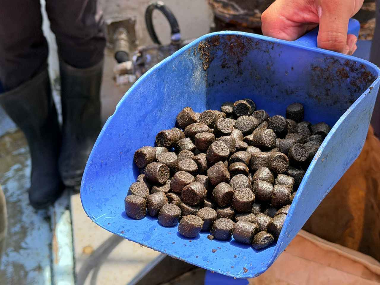 画像: AIにより、適量の有機飼料が自動的に給餌される。