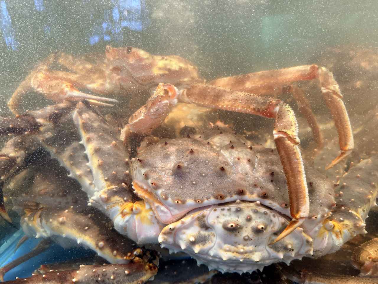 画像4: 銀座でタラバガニ・A5和牛・フグが食べ放題♡日本最大級の海鮮ビュッフェ「銀座四海」オープン