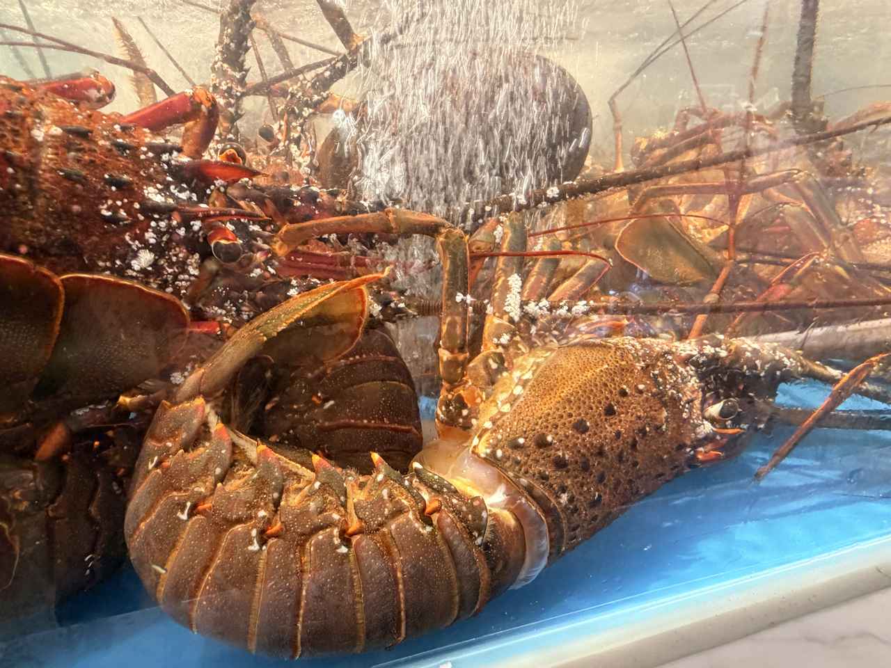 画像7: 銀座でタラバガニ・A5和牛・フグが食べ放題♡日本最大級の海鮮ビュッフェ「銀座四海」オープン