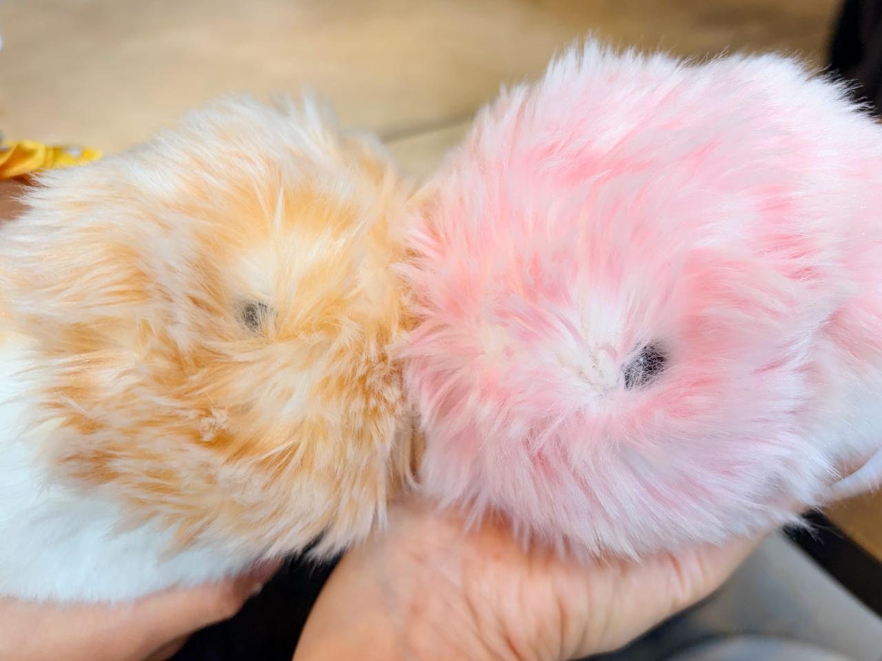 画像2: “Moflin”（モフリン）に出会える…って何？！