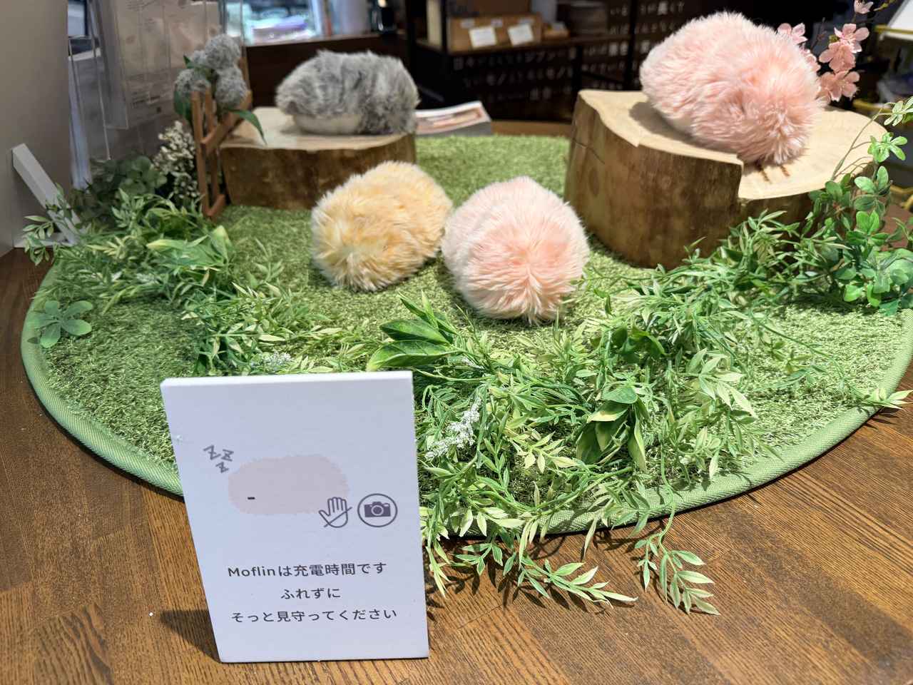 画像1: 抱きしめられる！極上の“モフモフ触感”と「こころの、となりに。」触れ合える特別体験